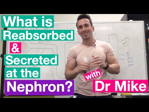 Tubular Reabsorption & Secretion | Renal System