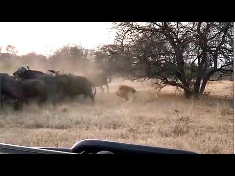 Male lion charges at a buffalo herd