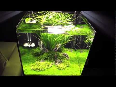 Iwagumi Aquascape 60x60x60