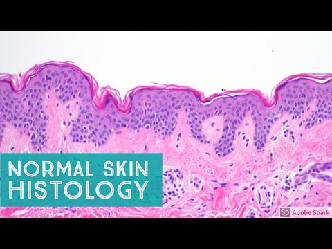 image-What is the histology of the skin?