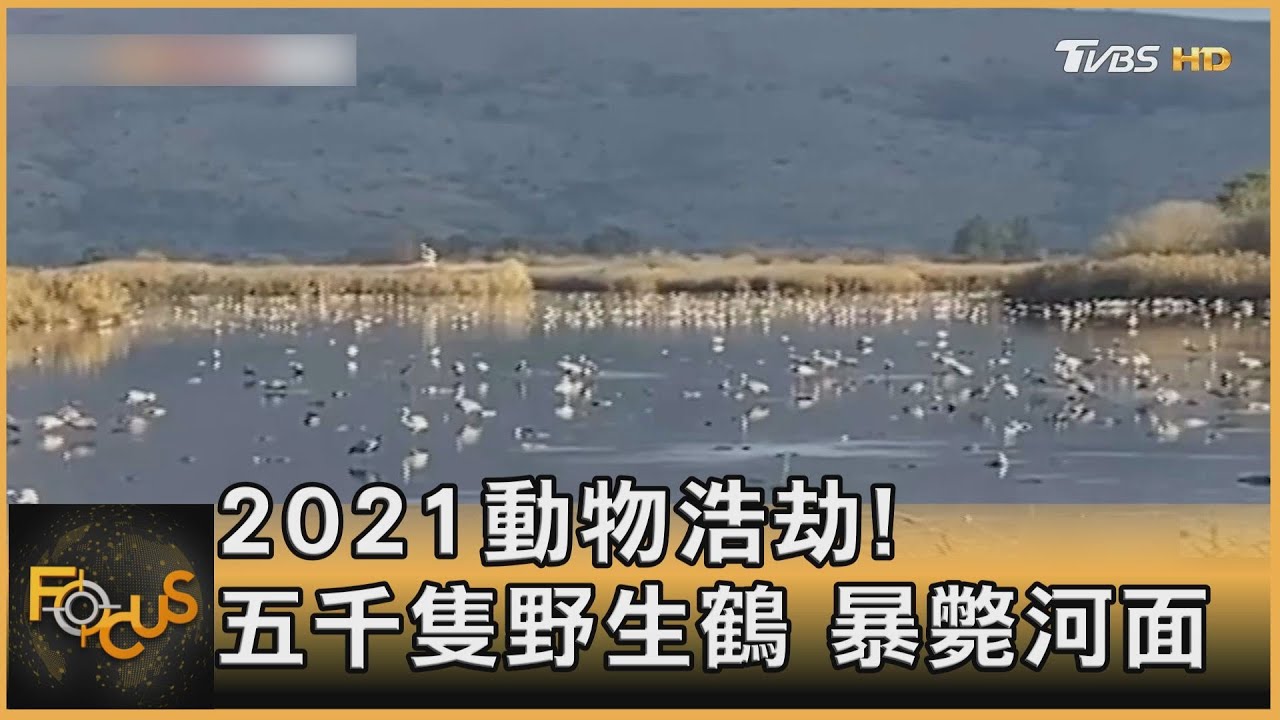 2021動物浩劫!五千隻野生鶴暴斃河面