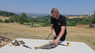 Najbolja Riblja Čorba