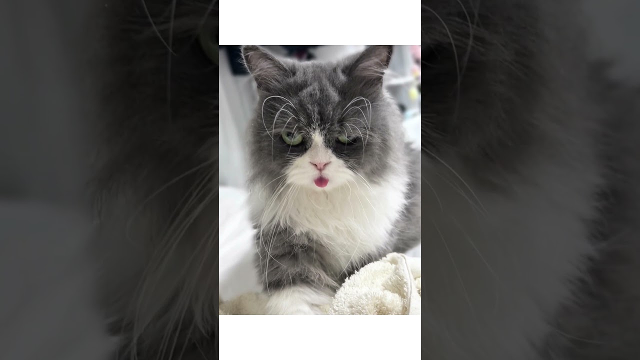 【間抜け顔の甘えん坊ねこちゃん💕】#猫 #猫のいる暮らし #猫動画 #cat #catvideos #cats #catshorts #ちゃんねるる #ミヌエット