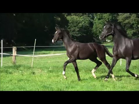 *2023 Hengst von Fanegro - For Romance I SOLD!!!