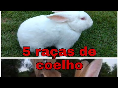 , title : '5 raças de coelho'