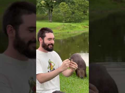 Cómo hacer una capibara de arcilla: una manualidad fácil y divertida