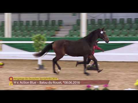 Hengst von Action Blue - Balou du Rouet, *08.06.2016