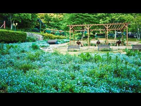 【公式】ネモフィラ畑｜神戸布引ハーブ園／ロープウェイ｜Kobe Nunobiki Herb Gardens & Ropeway