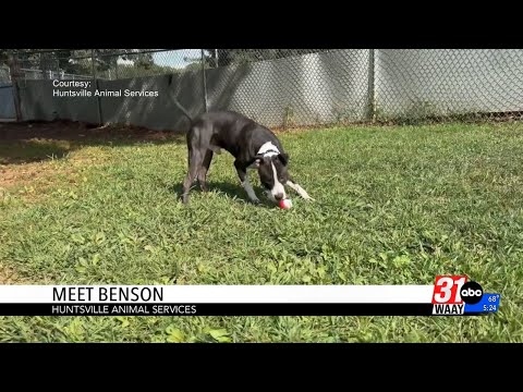 Wag Your Tail Wednesday - YouTube