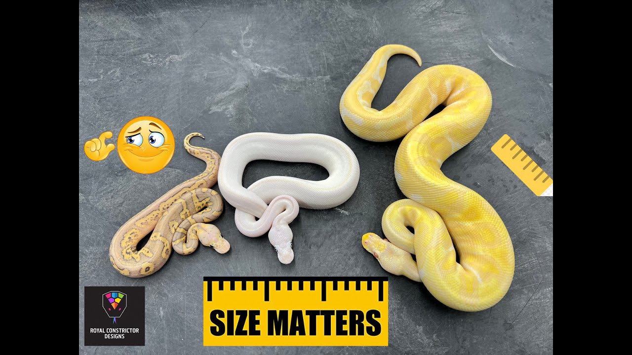 When buying your first ball python, what should you consider?