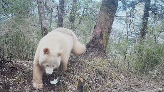 Video 2
