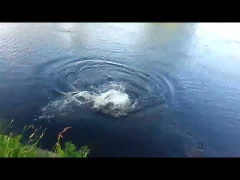 Laholm Fiske 2014  Lax 12.5 kg 105 cm