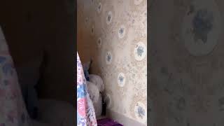 Download lagu Adem liat ukhti senyum | tiktok ukhti manis mp3 Download lagu Adem liat ukhti senyum | tiktok ukhti manis mp3