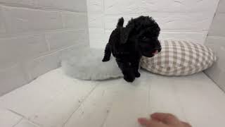 トイプードルの動画01