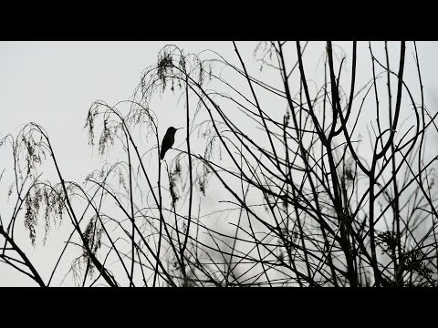 Hummingbirds Dive-Bomb Display
