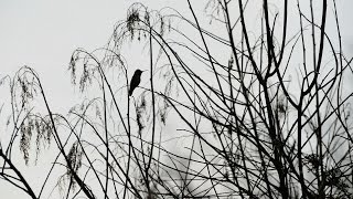 Hummingbirds Dive-Bomb Display