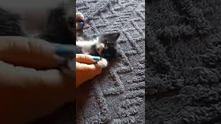 BEST INTERNET GIRLS my new Kitty
