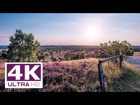 Wilseder Berg, das Herz der Heide in 4K höchster Auflösung | Lüneburger Heide
