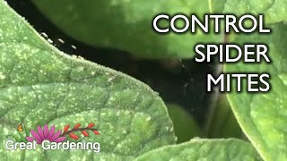 How to Get Rid of Spider Mites and Aphids