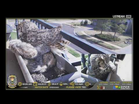 4.1.17/1022am Cuddle Puddle, all 4 Owls on nest