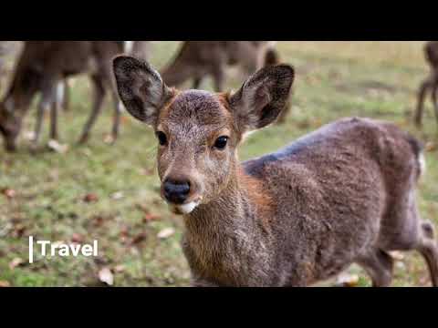 Japanese narratorYUKA KOYAMA