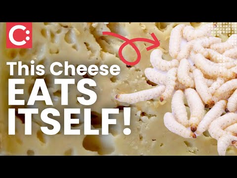 Europe’s Illegal Cheese: Casu Marzu