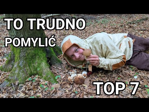 EDIBLE Mushrooms for BEGINNERS - TOP7