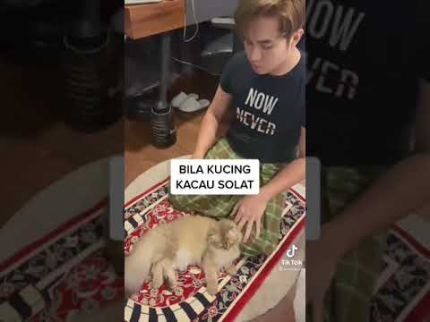 zarol Zarif #tiktok kucing groje