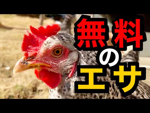 , title : '【無料】にわとりの餌はタダで作れる！米ぬかで作る好気性発酵飼料！'