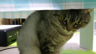 ノーこたつに入り込む猫