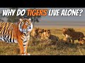 Why TIGERS don't Live in Groups Like LIONS?