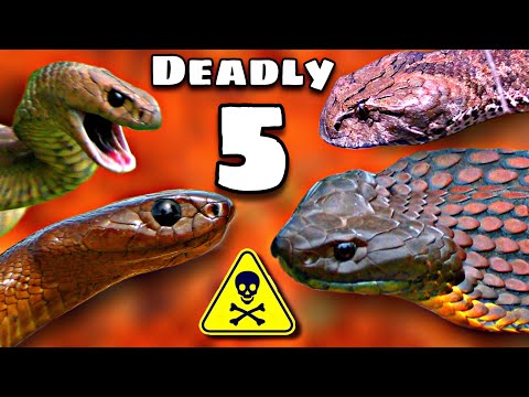 The TOP 5 DEADLIEST SNAKE BITES In AUSTRALIA!!!