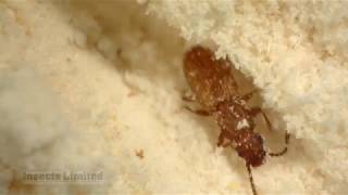 Saw-toothed Grain Beetle Life Stages