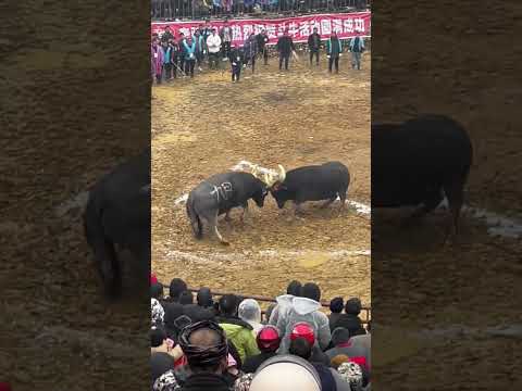 Traditional Sport - Buffalo Fight Part2