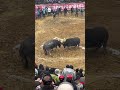Traditional Sport - Buffalo Fight Part2