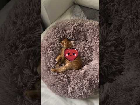 子猫用のベッドを選んでください🛏️