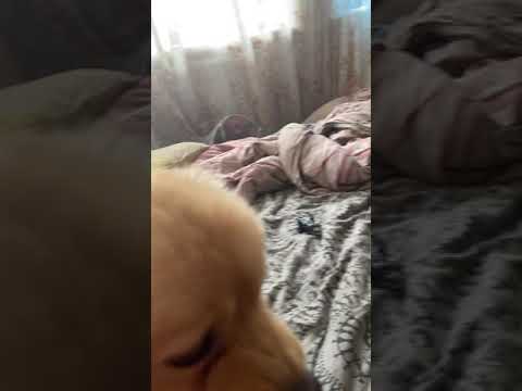 Husky telling complaints about Pomeranian😂😂