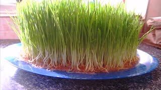 Soil Less Wheat Sprouts, The Easy Method