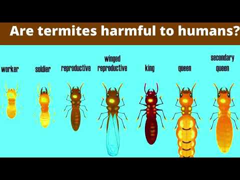 1st YouTube video about are termites dangerous to humans