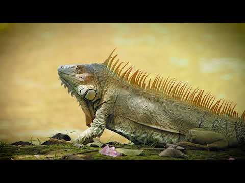 Costa Rica 4K ( olympus omd5 iii slow motion 120 FPS )