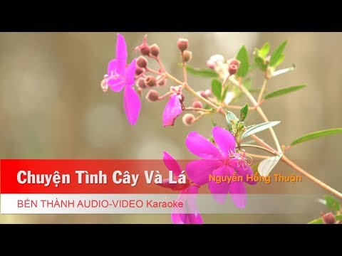 KARAOKE NHẠC TRẺ 2018 | Chuyện Tình Cây, Lá Và Gió - St. Nguyễn Hồng Thuận | Beat Chuẩn