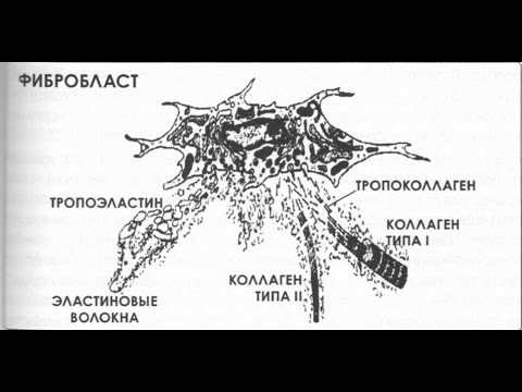 Функций выполняет фибробласт:. Фибробласты строение. Фиброцит. Строение фибробластов гистология. Фибробласты соединительной ткани.