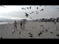 Seagull Feeding Frenzy