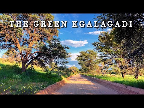 Game drive after rains in the green Kgalagadi Transfrontier National Park 2- with original sounds.