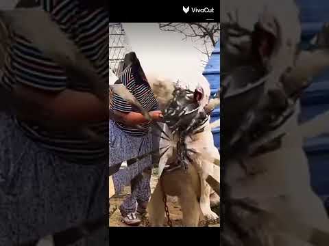 mass pitbull dog shots  #hashtag