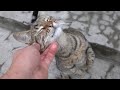 Cute Cat Meow Because He Is So Hungry