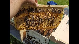 Beekeeping - Remembrance Day Hive Inspection