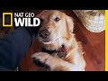 Will Your Dog Pick You Over A Stranger Nat Geo Wild