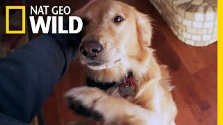 Will Your Dog Pick You Over a Stranger? | Nat Geo Wild by Nat Geo WILD