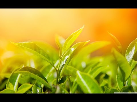 Mc's Fp, Maisa e G7 - Boldo do Serrão (Dj Felipe do Serrão, Dj Scooby du J)